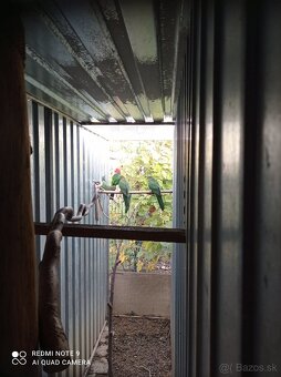 Papagáj královský - 5