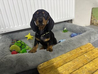 Jazvečík kratkosrstý - 5