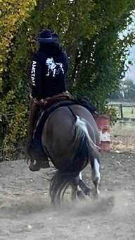 Apha žrebec pripuštanie - 5