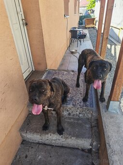 Cane Corso Šteniatka - 5
