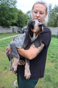 Velký gaskonský pes s PP FCI jako bracco italiano bloodhound - 5