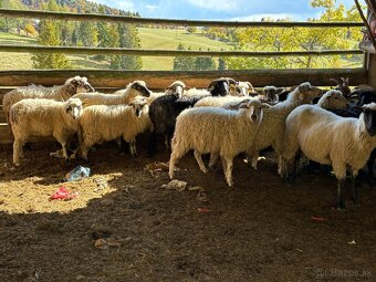 Barany pôvodná valaška - 5