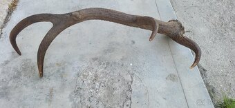 zhod,zhody,parohy,parozie,paroh - 5