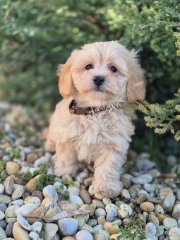 Maltipoo - 5