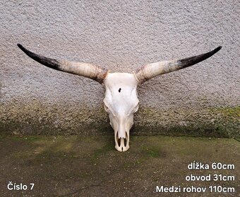 Trofeje, maďarský stepný - 5