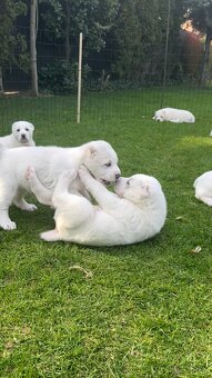 Stredoázijský ovčiak - 5