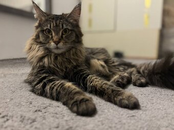 Maine coon mačiatka k odberu - 5