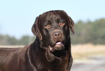 Prodám štěňátka Labradora s pp - 5