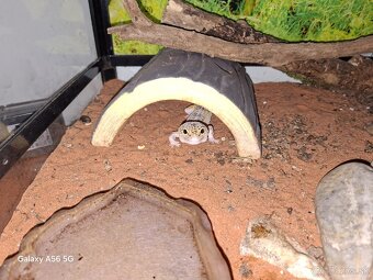 Predam terarium reptiplanet - 5