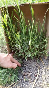 Levanduľa lekárska  - sadenice - 5