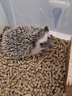 Ježko bielobruchý s vybavením - 5