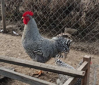 Kohút 🐓 - 5