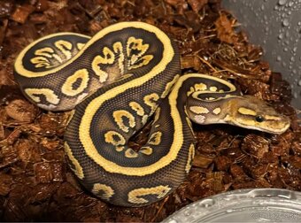 Python regius - 5