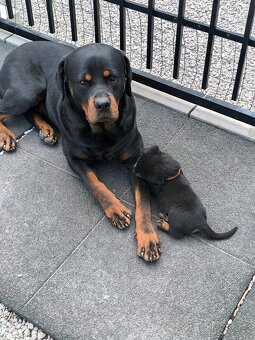 Šteniatka Rotvajler Fenky - 5