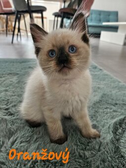 Ragdoll mačiatka - 5