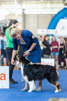 Austrálsky ovčiak - krytie, PP - 5