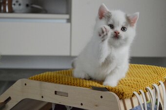 Britský kocúrik s PP - 5