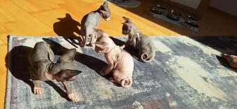 Mačiatka Kanadský sphynx bez PP - 5