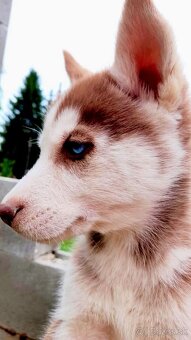 Sibirsky husky hasky - 5