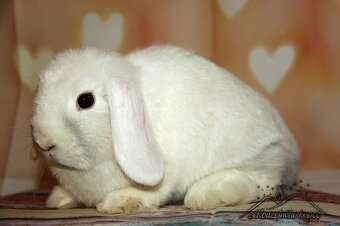 Zdrobnené Teddy,Minilop - 4.7. Žilina, Poprad, Prešov - 5