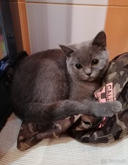 Britské mačiatka - 5