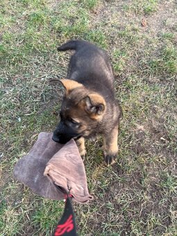 Šteniatka nemecký ovčiak s PP - 5