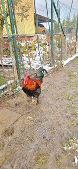 Maranská medenokrká-  kohút - 5