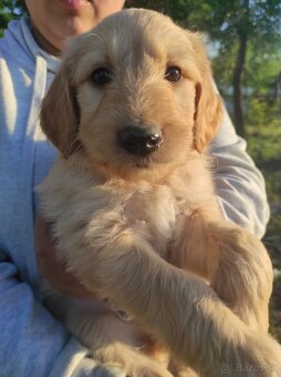 Goldendoodle - 5
