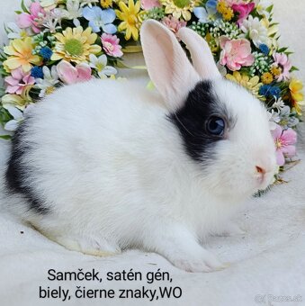Zakrslé ( zdrobnené) kraliky s VP, mláďatká satén gén - 5