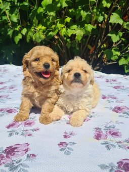 Maltipoo - 5