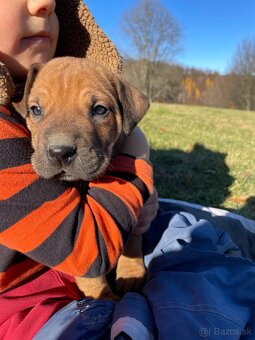 Šteniatka po super rodičoch ❤️ - 5