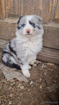 Steniatka border kolia - 5