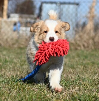 Border Collie / Border Kólia s PP - 5