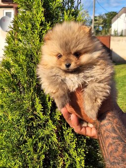 Oranžový špic -Pomeranian - 5