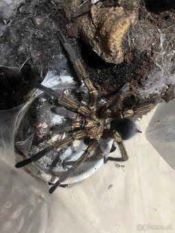 Pavuk Pformictopus auratu možna vymena za ineho - 5