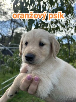 Šteniatka zlatý retriever - 5