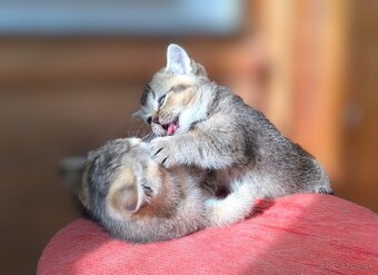 Britská kratkosrstá - 5