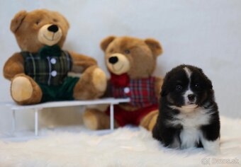 Miniatúrny americký ovčiak - 5