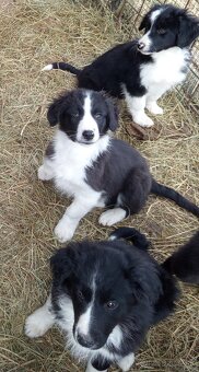 Šteniatka Border kolia - 5