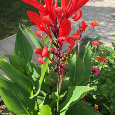 Predám hľuzy kally etiópskej, gladiol a kany africkej - 5