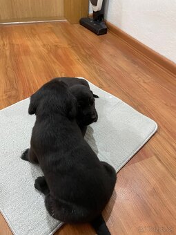 šteniatka od weimara - 5