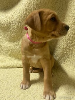 Šteniatka krížené Staford-Labrador - 5