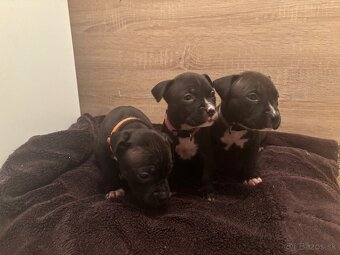 Americký stafordsirsky terier, Stafford, amstaf - 5