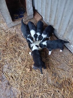 Šteniatka – krížence border kólie, pripravené ihneď k odberu - 5