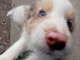 Border kolia,collia - 5