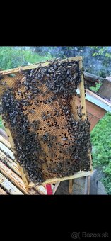 Predám včely s úľmi aj celou výbavou - 5