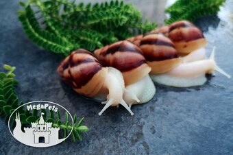 Africké slimáky Lissachatina fulica / Terárium gekón škrečka - 5
