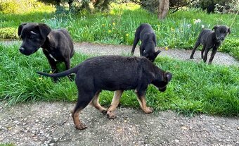 Cane Corso - 5