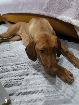 Maďarska Vizsla ( Vyžla ) Fenka - 5