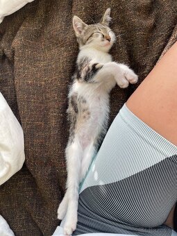 1/2 Mainská mývalia mačka/kocúr (Maine Coon) - 5
